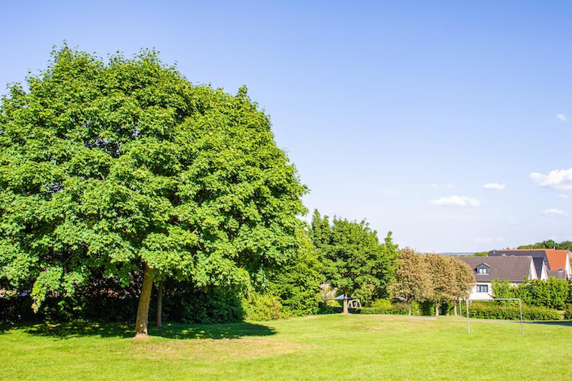 Tree Services